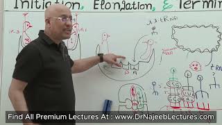 Ribosomes Structure and Function [upl. by Akinam]