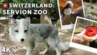 4K SERVION ZOO  SWITZERLAND [upl. by Boycey757]