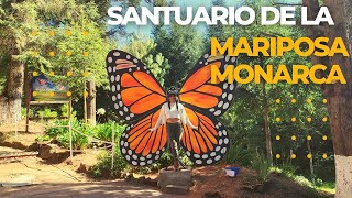 Santuario mariposa monarca  Michoacán 🦋 [upl. by Nanreh]