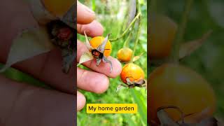 🌹🌹 Seeds  Rose Plant Seed Pods  My home garden [upl. by Lareine533]