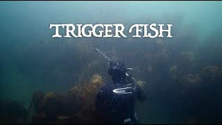 Trigger Fish  Spearfishing Northumberland  Tide to Table [upl. by Liebowitz]