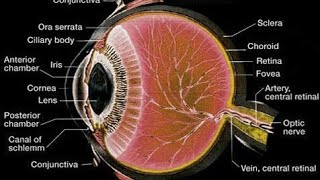 Histology of Eye mbbshistology [upl. by Cousin726]