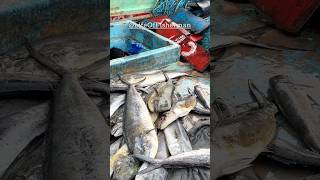 Parla Mahi Fish Catch dayLife on a fishing boat mahifishfreshcatch parlafishlifeoffisherman [upl. by Etteinotna]