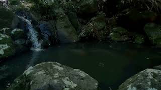 Cascades Whakanewha Regional Park Waiheke Island Aotearoa  New Zealand [upl. by Esilehc283]