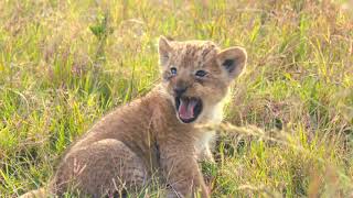 Rekero pride two tiny little lion cubs are on an adventure in the big world 4K HDR [upl. by Lord]