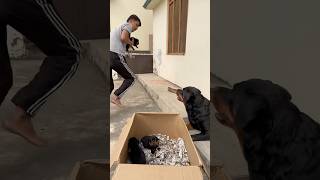 Rottweiler ke puppies le kr bhag gya 😂mother reaction 🥰rottweiler puppy motherlove [upl. by Lateh540]