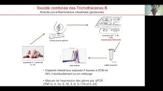 Effets des mycotoxines à faible dose sur la santé intestinale du porc [upl. by Bala]