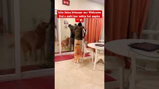 His reactions are Every time same when He Meets Papa  🐶❤️🐶 doglover funny youtubeshorts pets [upl. by Enia]