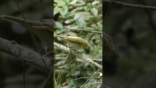 Rare Sighting of Blackwhiskered Vireo [upl. by Tsirhc597]