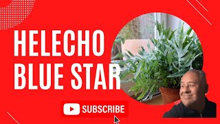 HELECHO BLUE STAR  Phlebodium aureum  Como cultivar este hermoso Helecho Azul  Polypodium 🌿🎍 [upl. by Amiaj]