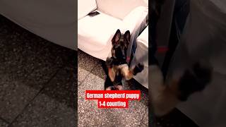 German shepherd puppy 14 counting session 378 shorts [upl. by Lusa]