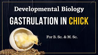 Gastrulation in chick  Developmental Biology [upl. by Siderf]