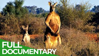 Wildlife  Episode 3 Kangaroos  Kings of the Outback  Free Documentary Nature [upl. by Foley]