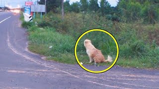 For 4 Years This Dog Waited in The Same Spot For His Owner Then Something Incredible Happened [upl. by Yatnoed87]