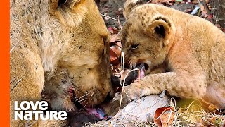 MK Lion Cubs Try Meat for the First Time  Love Nature [upl. by Ellessig]