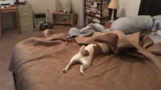 Jack Russell Terrier CLyde  Bed Surfing [upl. by Cappella433]