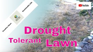 Drought Tolerant Lawn  Native California Bentgrass  Video Update [upl. by Giraldo]