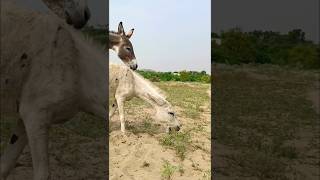 Gadha donkeysfunniestanimalsshortvillagelife [upl. by Reld123]