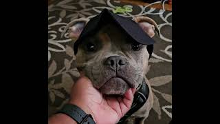 Shadow in his hat staffy staffypuppy dogsofyoutube [upl. by Sonni]