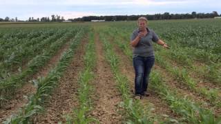 Corn Nitrogen Management Study  Becks London Ohio PFR [upl. by Enyamrahs]