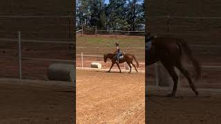 Thanks so much Evelyneqfor videoing today equestrain horseriding horse edit like fyp [upl. by Ondrea826]