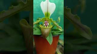 shortvideo paphiopedilum spicerianum species orchid [upl. by Lisan]