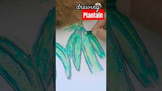 Drawing Plantain  Botanika Malaya no 17 inktober2024 botanikamalaya [upl. by Faun922]