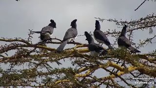 Whitebellied goawaybirds at African River Wildlife  mpalaliveorg  exploreorg [upl. by Chobot614]