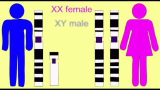 GENETICS 1 SEX LINKAGE XY CHROMOSOMES AND GENDER [upl. by Ttenrag136]