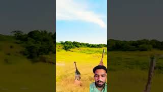 Sher ne giraffe ke bacche ko pakad liya animals lionvsgiraffe funny gerenuk bigcatswildlife [upl. by Vanna]