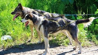 Sun Dog Kennels  Sled Dog Excursion  Talkeetna Alaska [upl. by Crescint]