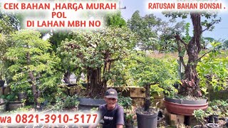 REGO RUNGKAT‼️CEK REGO BAHAN MURAH MERIAH TAPI TIDAK MURAHAN📲082139105177JeckpaeyBonsai91 [upl. by Parcel138]