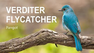 Verditer Flycatcher call  Uttarakhand  Pangot  Sattal  HINDI [upl. by Danzig]