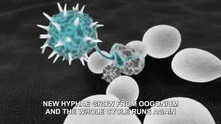 Pythium oligandrum  mechanism of actionEnglish [upl. by Belinda26]