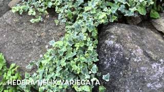 Hedera helix variegata Garden Center online Costa Brava  Girona [upl. by Naylor]