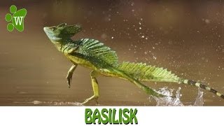 Basilisk  The Jesus Christ Lizard [upl. by Nile]