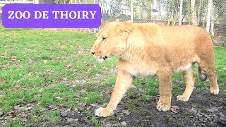 LE ZOO DE THOIRY visite du magnifique parc zoologique dans les Yvelines [upl. by Eelak]