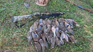 Dove Hunting Opening Day 2024 [upl. by Anyotal]