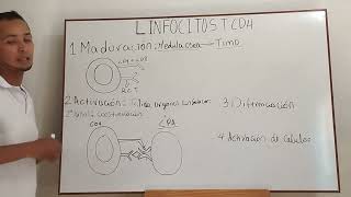 Activación de Linfocitos T CD4 [upl. by Cressler]