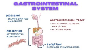 Gastrointestinal GIT Physiology [upl. by Einnalem648]