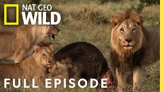 Mother of Lions Full Episode  Savage Kingdom [upl. by Chavaree]