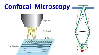 Confocal Microscopy [upl. by Senaj]