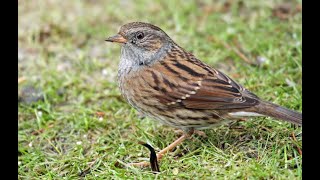 Dunnock 1h bird sound [upl. by Leftwich]