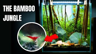 Creating A Unique RARE SHRIMP TANK Using Bamboo Aquascape Tutorial [upl. by Dewhirst95]