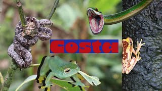 Parrot Snake Glass Frogs and mules Epic Costa Rica adventure [upl. by Ecnaret]