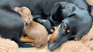 Mini Dachshund gives birth to 3 puppies There is 1 chocolate puppy [upl. by Cornelie954]