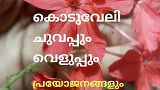 Koduveliകൊടുവേലി വെളുപ്പുംചുവപ്പും [upl. by Nesyrb]