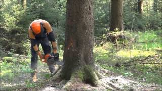 Baumfällung Baum fällen Fällen einer 30m Fichte Forstarbeit [upl. by Einneg]