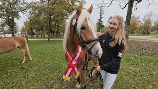 Sieg österreichisches Freispringen 2024 Haflinger 2jährig [upl. by Fayth]