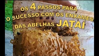 LOCAL IDEAL CAPTURA COM SUCESSO E TRANSFERÊNCIA DA ABELHA JATAÍ PARA A CAIXA abelhasrj bee [upl. by Okramed545]